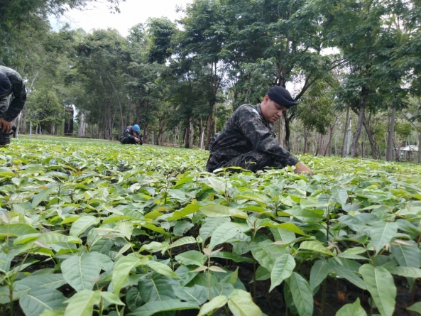 Fuerzas Armadas de Honduras preparada con  2 millones de árboles para emprender campaña de reforestación