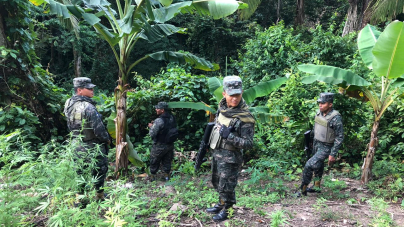 FFAA localiza plantación de supuesta marihuana en Tocoa Colón