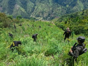 Las Fuerzas Armadas mantiene una lucha constante contra el fenómeno del narcotráfico
